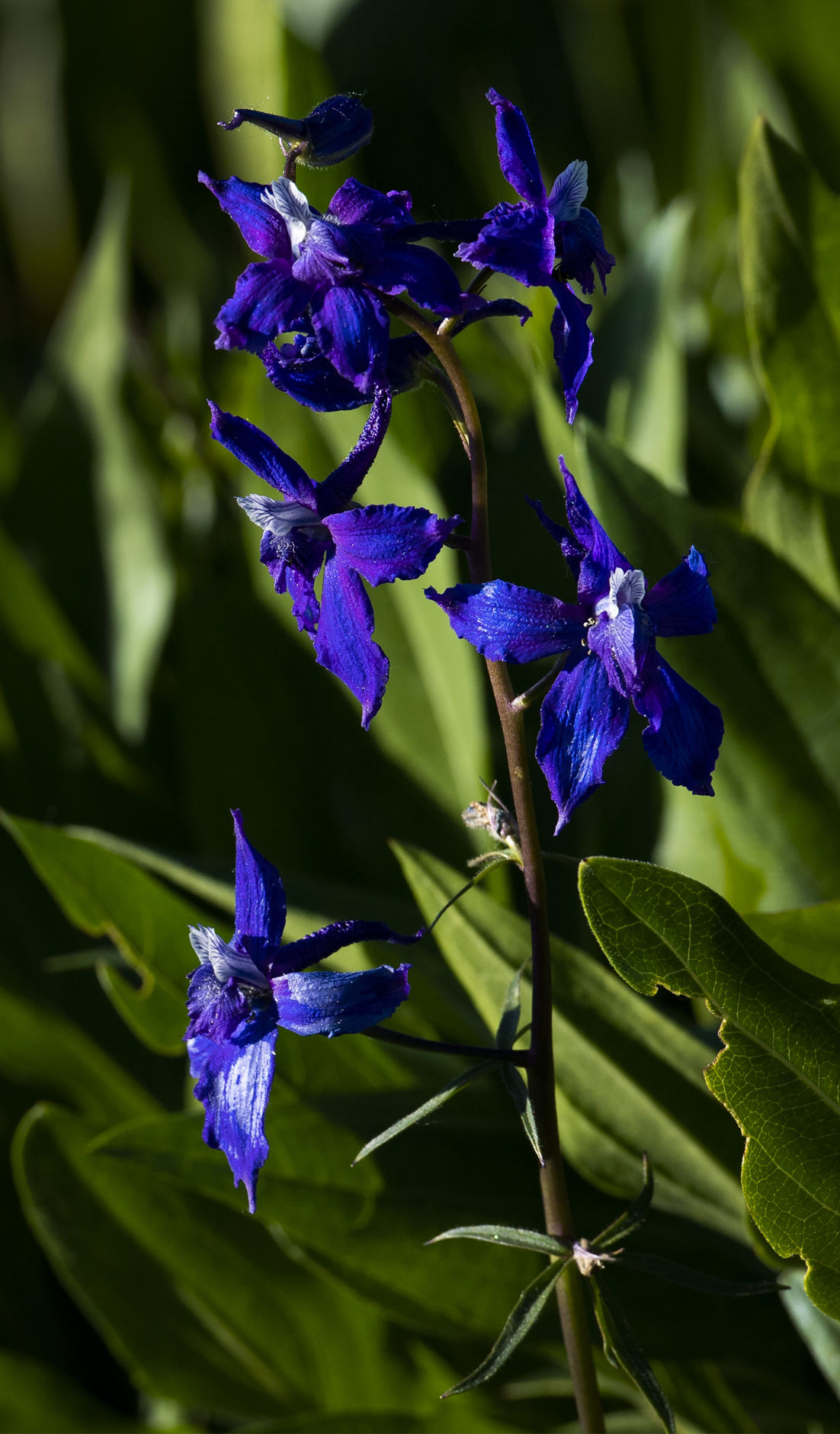 06_27_19 wildflowers0653.jpg